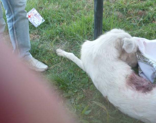 Αγρίνιο: Σκότωσαν τη σκυλίτσα πυροβολώντας την με αεροβόλο
